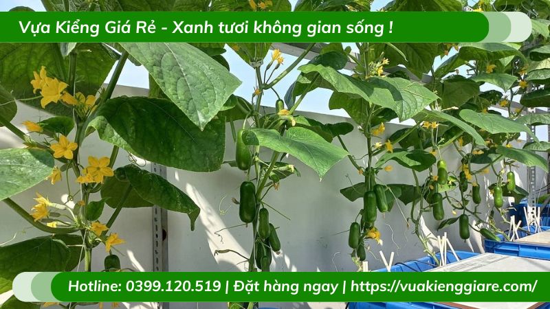 Cây dưa leo