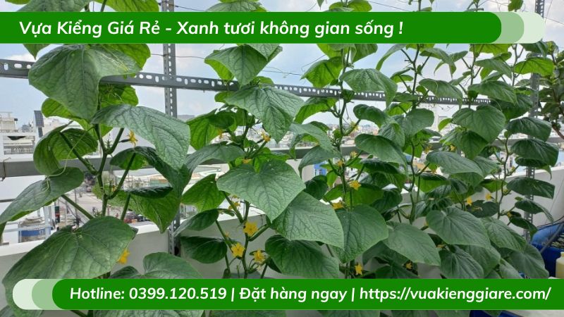 Cây dưa leo