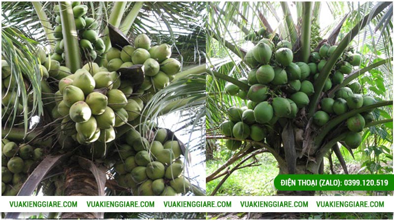 Dừa xiêm lùn là giống dừa gì