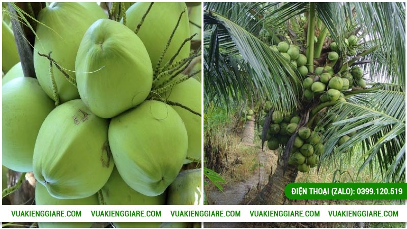 Đặc điểm và thông tin của cây dừa xiêm lùn