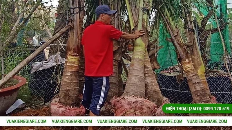 Lợi ích khi trồng dừa xiêm lùn đang có trái