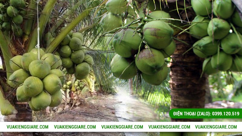 Cách trồng dừa xiêm lùn cho trái tốt