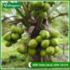 dừa xiêm lùn đang trái