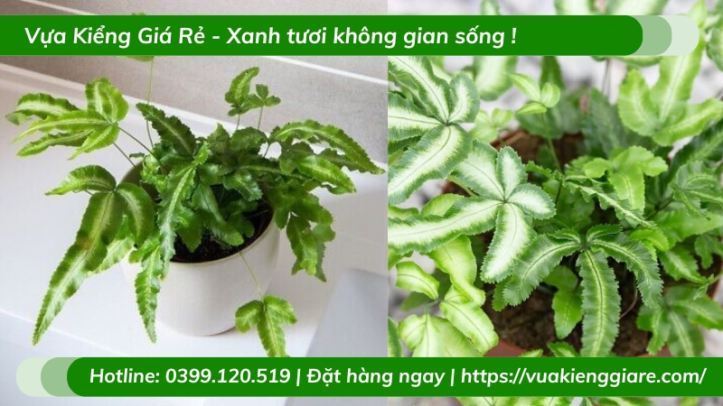 Cây dương xỉ ánh tuyết trồng chậu để bàn