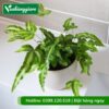Cây dương xỉ ánh tuyết trồng chậu để bàn