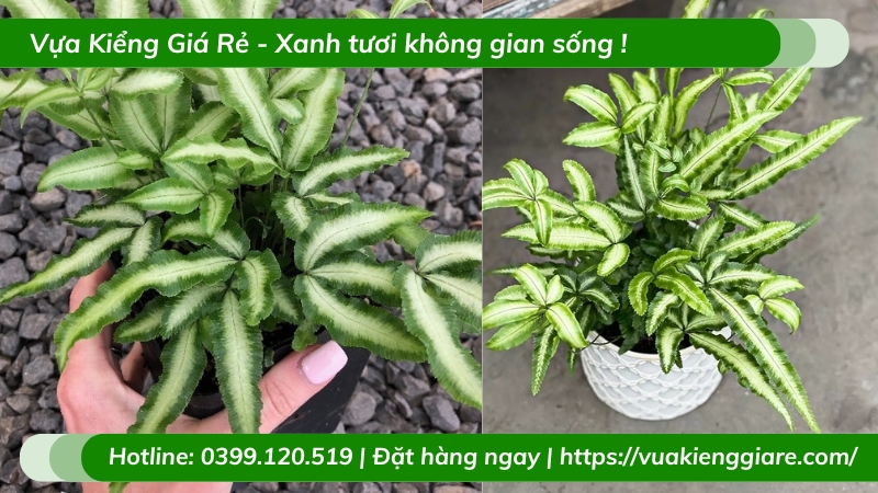 Cây dương xỉ ánh tuyết trồng chậu để bàn