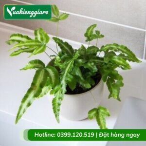 Cây dương xỉ ánh tuyết trồng chậu để bàn