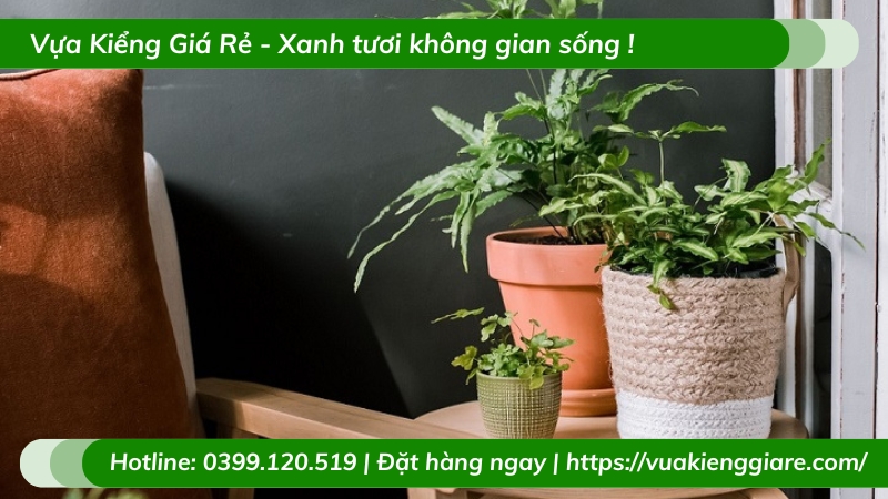 Cây dương xỉ ánh tuyết trồng chậu để bàn