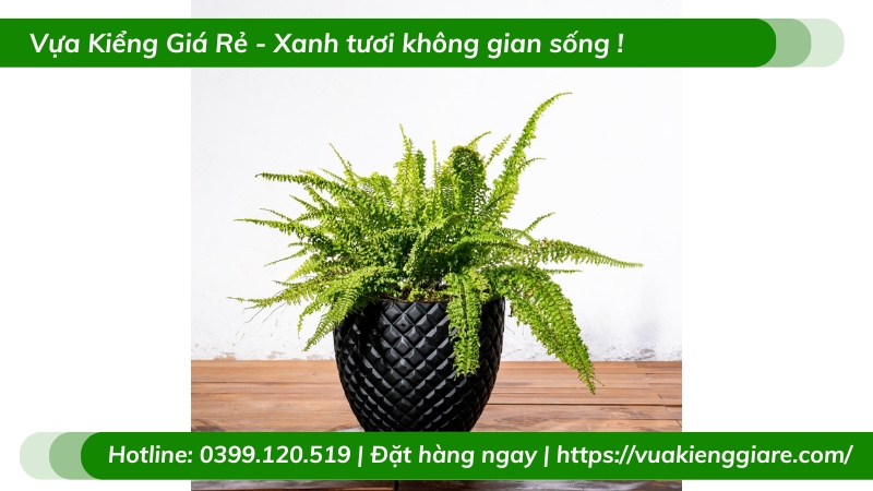 Cây dương xỉ lá xoăn trồng chậu để bàn
