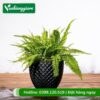 Cây dương xỉ lá xoăn trồng chậu để bàn
