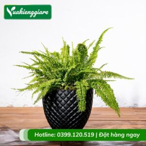 Cây dương xỉ lá xoăn trồng chậu để bàn
