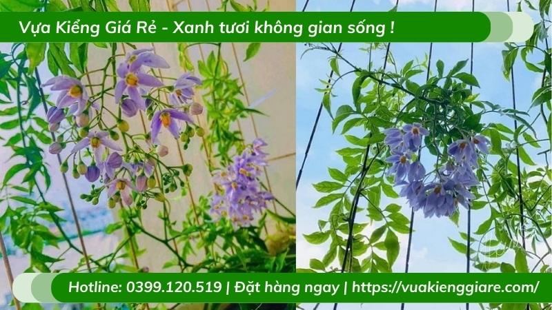 Cây hoa tiêu nương