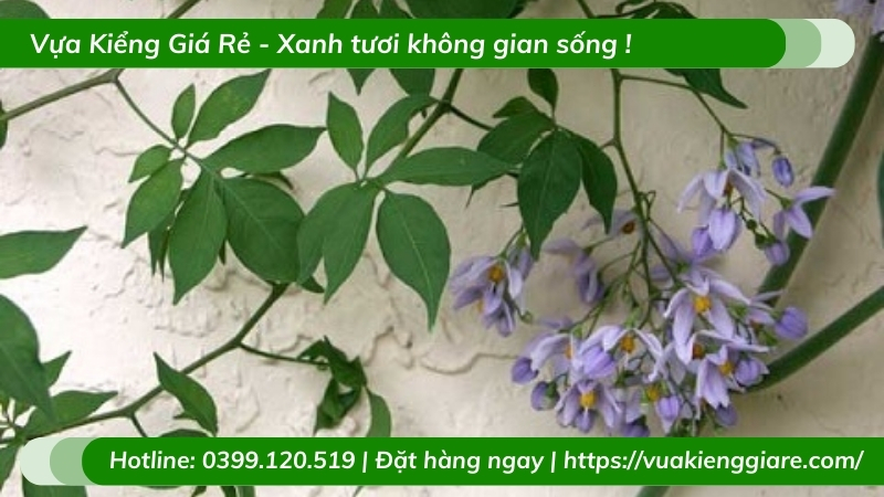 Cây hoa tiêu nương