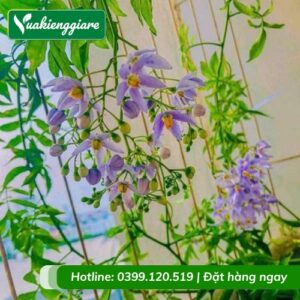 Cây hoa tiểu nương