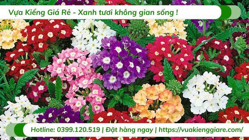 Cây hoa vân anh