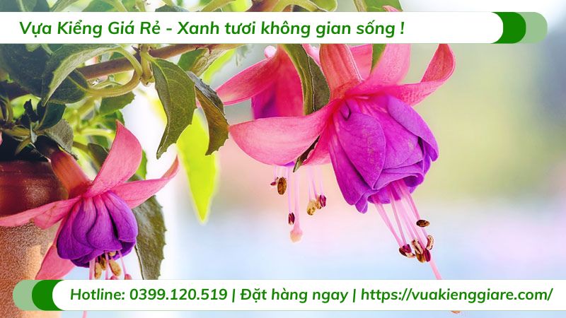 Cây hoa vân anh