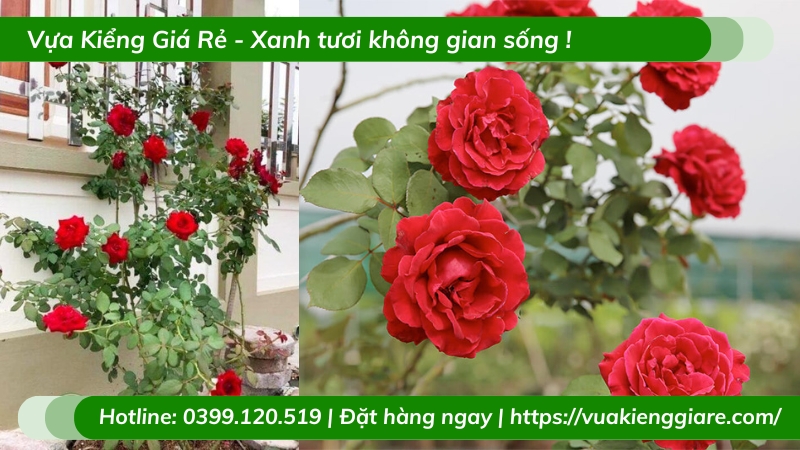 Cây hồng leo cổ hải phòng