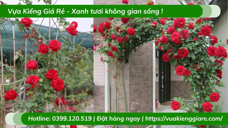 Cây hồng leo cổ hải phòng