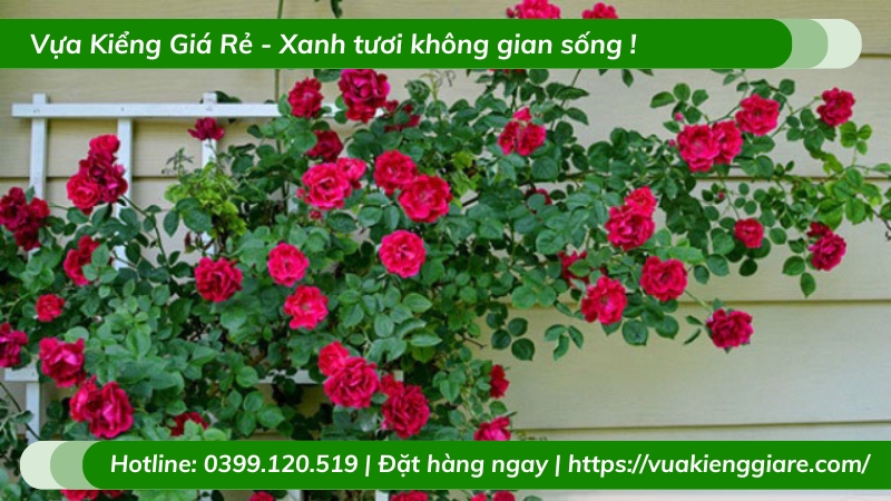 Cây hồng leo cổ hải phòng