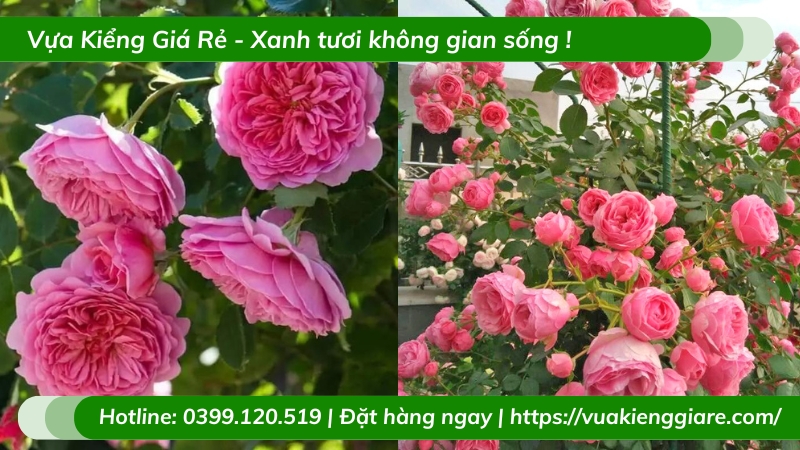 Cây hồng leo giống ngoại