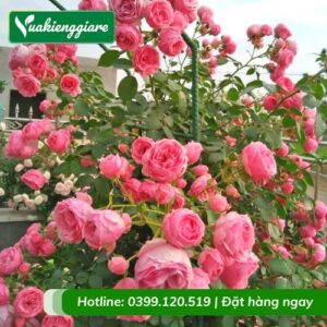 Cây hồng leo giống ngoại
