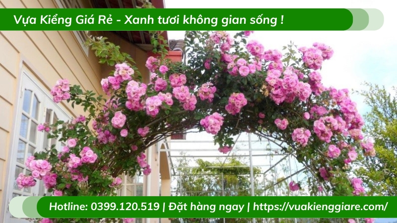 Cây hồng leo giống ngoại