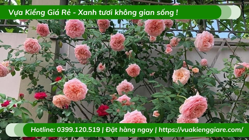 Cây hồng leo giống ngoại