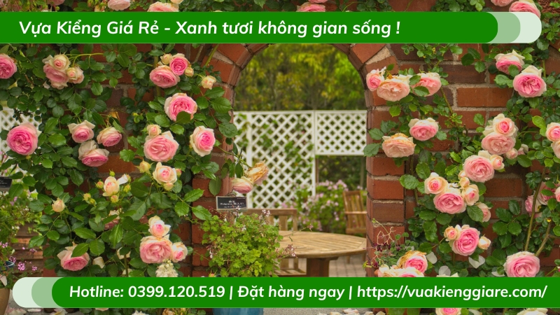 Cây hồng leo giống ngoại