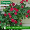 Cây hồng leo tường vy