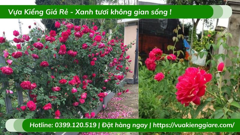 Cây hồng leo tường vy