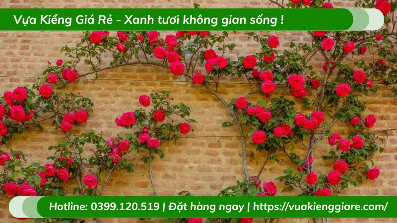 Cây hồng leo tường vy