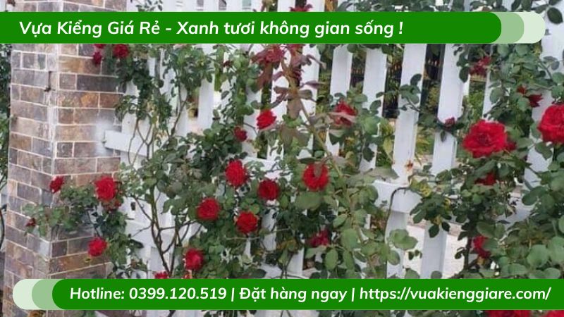 Cây hồng leo tường vy