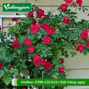 Cây hồng leo tường vy