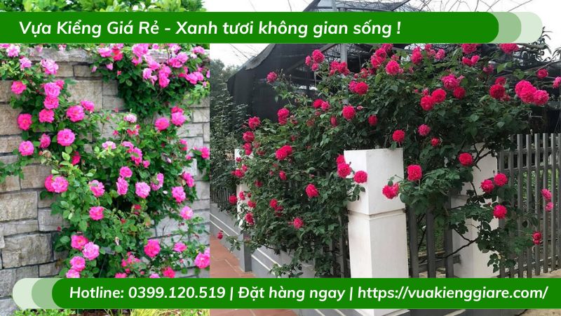 Cây hồng leo tường vy