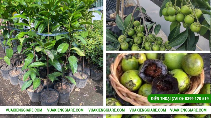 Đặc điểm nổi bật của cây Hồng Socola