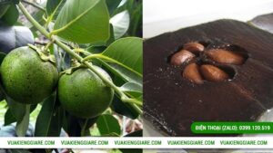 Tác dụng của cây hồng socola