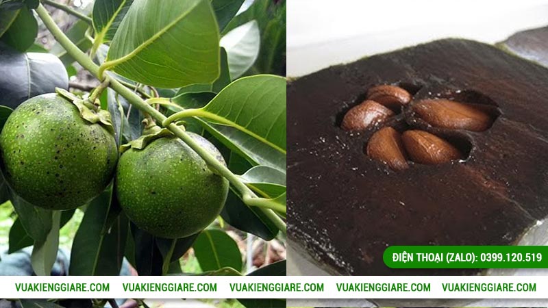 Tác dụng của cây hồng socola