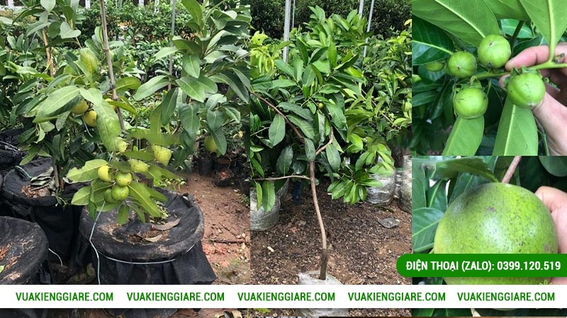 Hướng dẫn trồng và chăm sóc cây hồng socola tự nhỏ đến trưởng thành