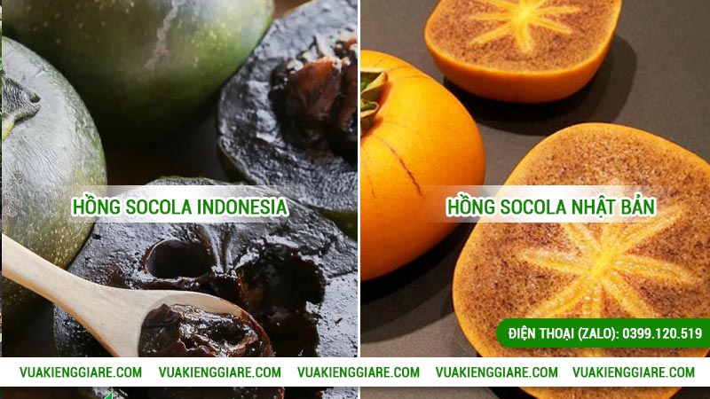 Giống cây hồng socola có mấy loại ở Việt Nam?