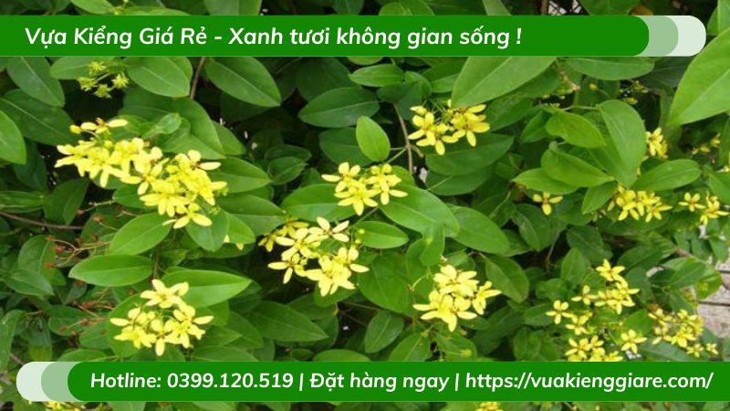 Cây kim đồng (mai hoàng yến) dây leo