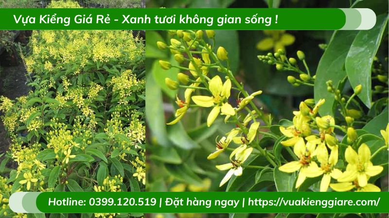 Cây kim đồng (mai hoàng yến) dây leo