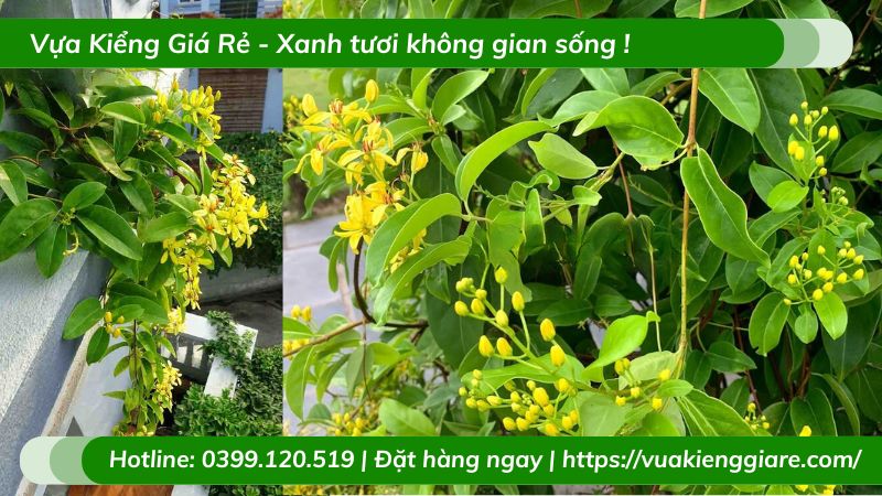 Cây kim đồng (mai hoàng yến) dây leo