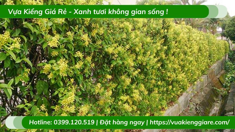 Cây kim đồng (mai hoàng yến) dây leo