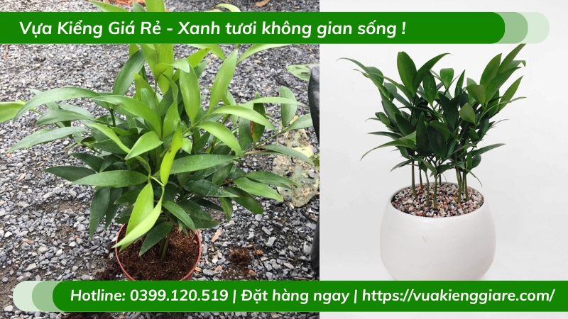 Cây kim giao chậu nhỏ để bàn