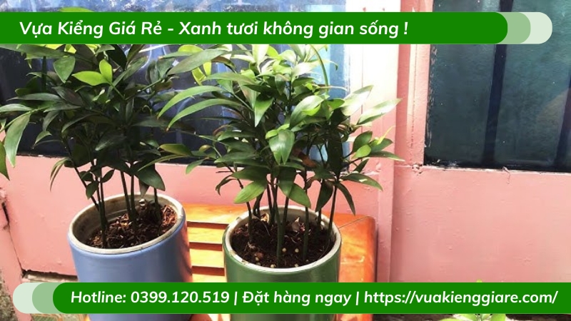 Cây kim giao chậu nhỏ để bàn