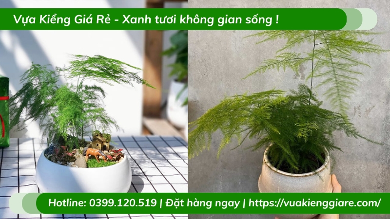 Cây kim thủy tùng chậu nhỏ để bàn làm việc