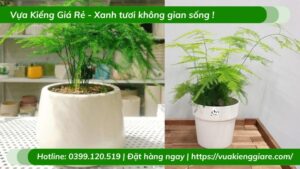 Cây kim thủy tùng chậu nhỏ để bàn làm việc