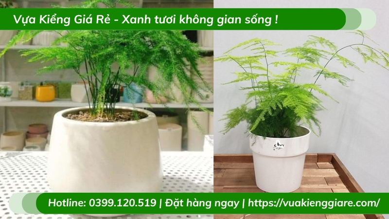 Cây kim thủy tùng chậu nhỏ để bàn làm việc