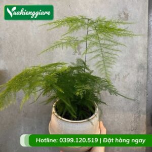 Cây kim thủy tùng chậu nhỏ để bàn làm việc