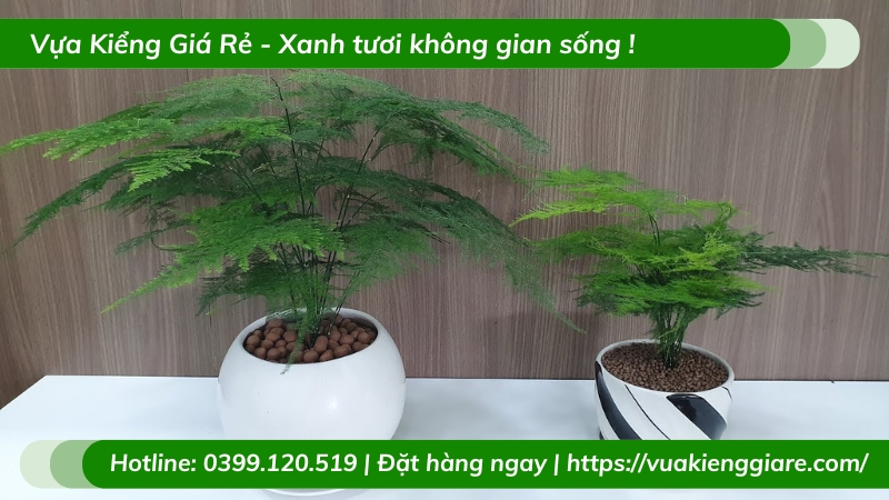 Cây kim thủy tùng chậu nhỏ để bàn làm việc